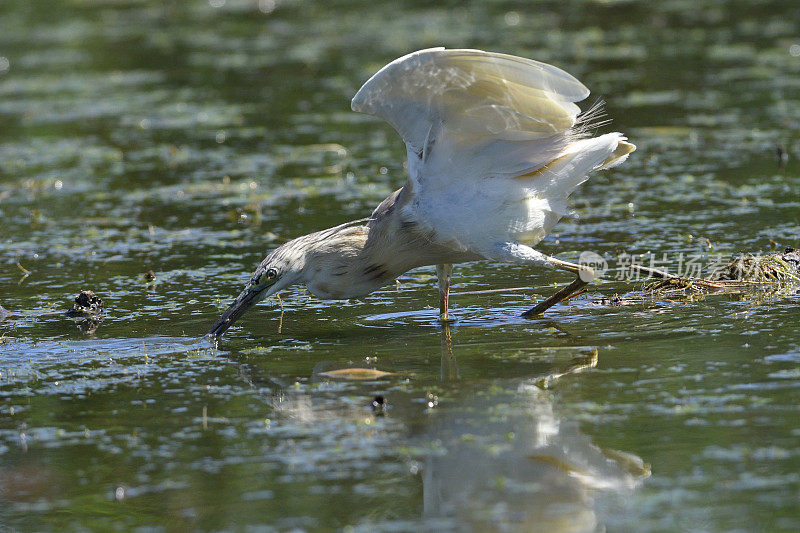 捕捉蝌蚪的Squacco Heron